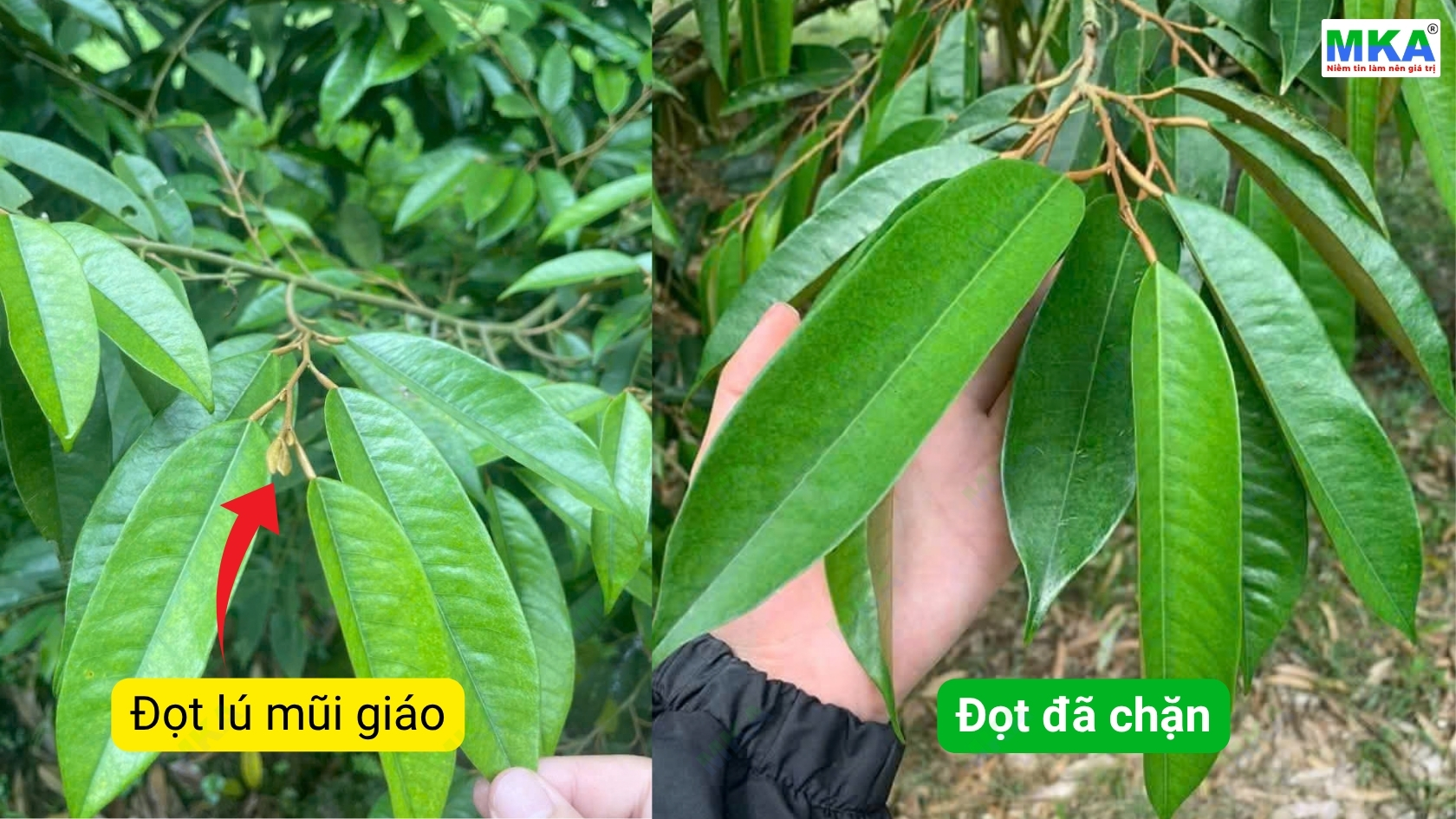 Khi nào phun MKP chặn đọt